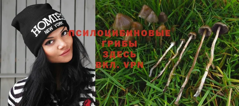 Псилоцибиновые грибы MAGIC MUSHROOMS  ОМГ ОМГ ссылка  Электросталь 